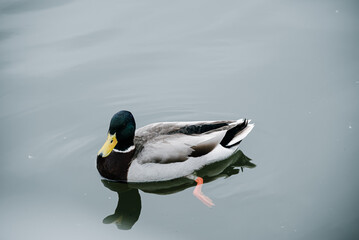 Mallard Duck Floating on Water
