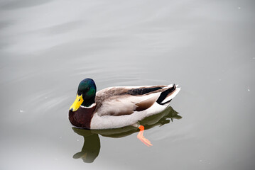 Mallard Duck Floating on Water