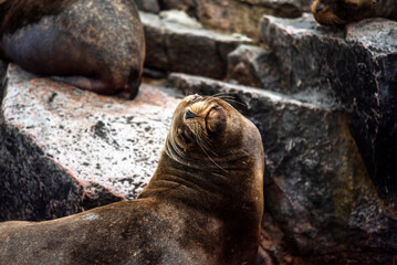 2023 8 13 Peru sea lions 4