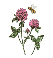 Bee pollinating red clover flowers - obrazy, fototapety, plakaty