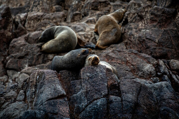 Naklejka premium 2023 8 13 Peru sea lions 10