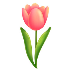 tulip on white