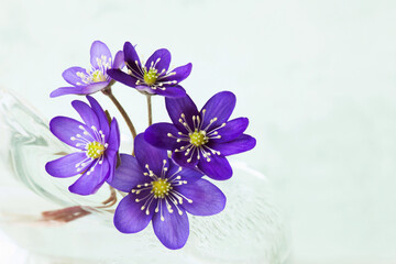 Bouquet of spring flowers anemone hepatica in a glass vase, copy space. Postcard for spring holidays, Women's Day, Easter.
