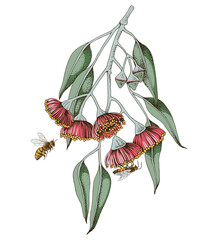 Blooming branch of Eucalyptus with bees