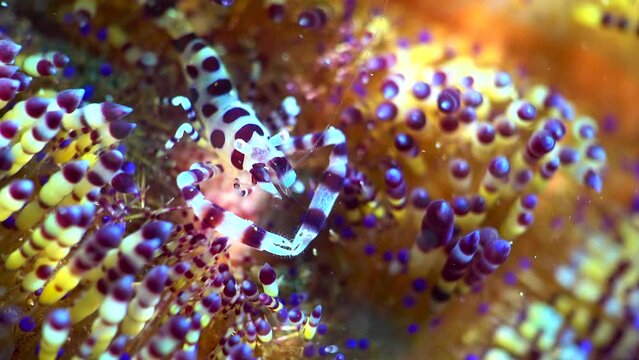 underwater, a tiny purple striped coral shrimp hides in Colorful fire sea urchin crawls on the rocks on the seabed, close-up image, Asia