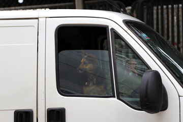 Fototapeta premium Dog inside parked car. Concept of pet care and heat in vehicles with closed windows. Mixed dog on a truck ride. 