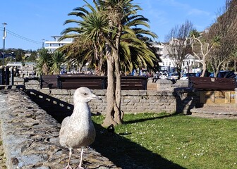 Fototapeta premium Curious Seagull and Palm tree in Torquay 