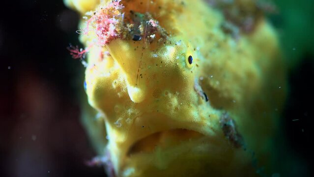 underwater yellow frogfish perched on dark garbage on the seabed, freezing pretending no one can see it, wide angle and macro shots