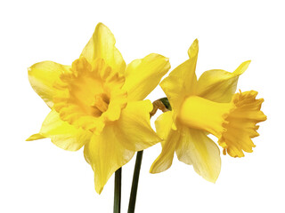 Yellow daffodils on a white isolated background