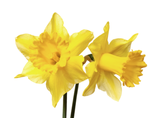 Yellow daffodils on a white isolated background