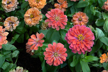 Close-up of zinnia flowers blooming in the garden