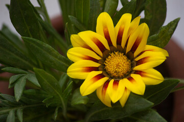 Yellow Gazania Flower with leaves