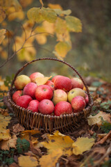 Naklejka na ściany i meble A basket of ripe apples in the autumn garden.