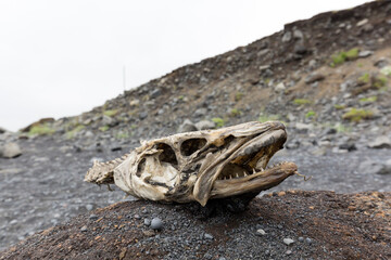 Fischkopf am Strand in Island im Sommer 