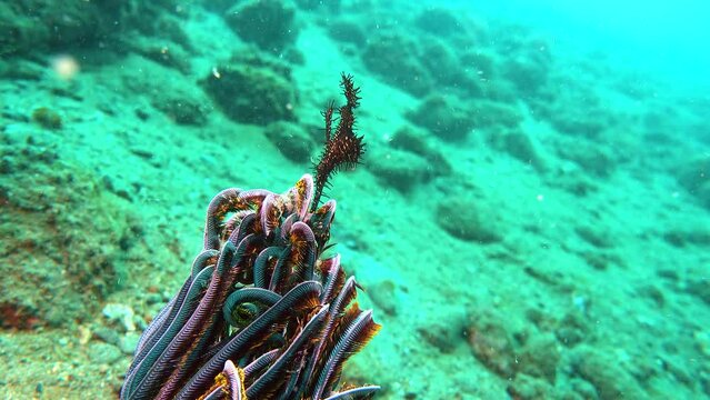underwater a black ghost pipefish hide around the feather star, wide angle and close up shots combined,,mysterious ocean alien