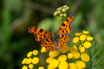 Obraz premium Polygonia c-album, the 'gehakkelde aurelia, butterfly in the Netherlands