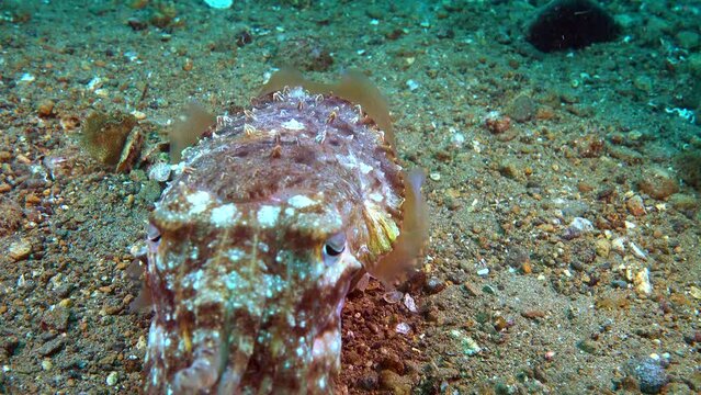 underwater a cuttlefish is facing the camera in an alert state, its body keeps changing colors, and its mouth suddenly opens.