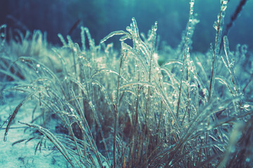 Icy grass in winter. Winter field after freezing rain. Nature background