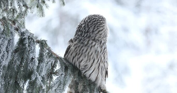 Owl in snowy forest. Ural owl, Strix uralensis, perched on spruce branch. Beautiful grey owl in natural habitat. Wild bird of prey in winter nature. Frosty morning. Wildlife.