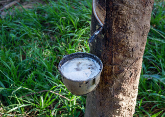 Close-up of natural fresh rubber latex from rubber trees
