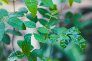 The image depicts a serene landscape with a vibrant sunset and a solitary tree, surrounded by lush greenery, reflecting calm and tranquility