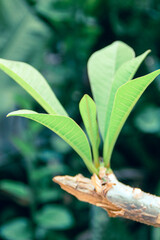 The image depicts a serene landscape with a vibrant sunset and a solitary tree, surrounded by lush greenery, reflecting calm and tranquility