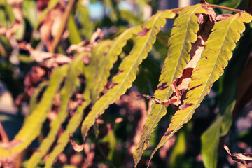The image depicts a serene landscape with a vibrant sunset and a solitary tree, surrounded by lush greenery, reflecting calm and tranquility