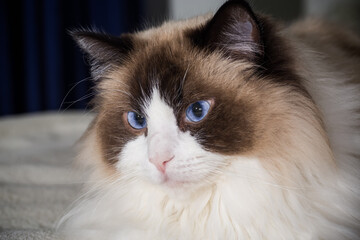Beautiful young white purebred Ragdoll cat