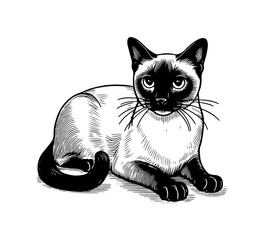 Siamese Cat hand drawn vector graphic asset