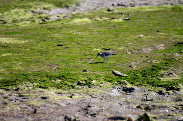 Birds eating sea shells at low tide in Arcachon Bay with many fisherman's boats and oysters farms, Cap Ferret peninsula, France, southwest of Bordeaux, France's Atlantic coastline