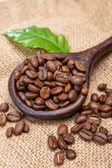 Arabica brown roasted coffee beans from Africa coffee producing region, cultivating in Ethiopia, Ivory Coast, Uganda, Kenya, Rwanda and Tanzania