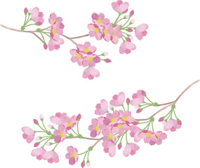 Obraz na płótnie Canvas 桜の枝のイラスト2