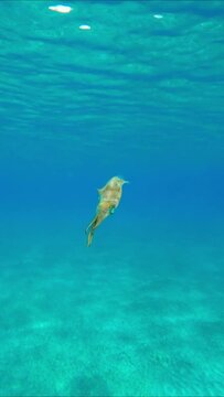 Close up of baby calamar swims in turquoise water sparkling in bright sunrays, Vertical video. Newborn Bigfin reef squid or Oval squid (Sepioteuthis lessoniana) floating in blue sea