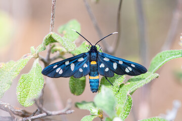 Close up of a nine spotted moth Amata phegea with spread wings