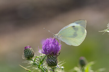 Large White butterfly on purple flowering plant. Pieris brassicae, under the wing.