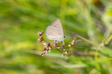 Anomalous Blue butterfly on the plant. Polyommatus admetus, underwing.