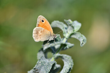 Small Heath butterfly on green plant. Coenonympha pamphilus, under the wing.