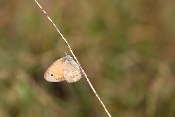 Small Heath butterfly on plant. Coenonympha pamphilus, under the wing.