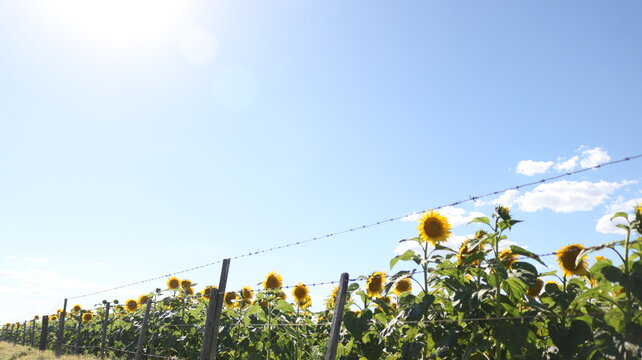 girasol sembrar