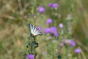 Scarce Swallowtail butterfly on purple flowering plant. Iphiclides podalirius, on the wing.