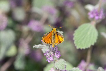 Small Skipper on purple flowering plant, (Thymelicus sylvestris), on the wing.