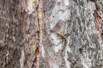 Tree bark patterns and a hairy caterpillar on it.