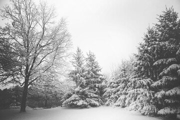 snow covered trees