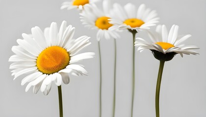 The symbolism of the Daisy flowers