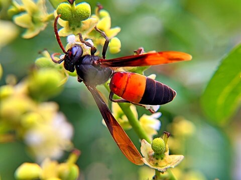 Easy-to-find paper wasp macro photography making nests on the surface of plant leaves