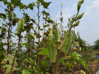 raw okra pods on plant closeup shot