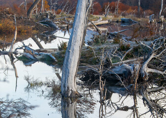 Pond with dead branches trees, tierra del fuego, argentina