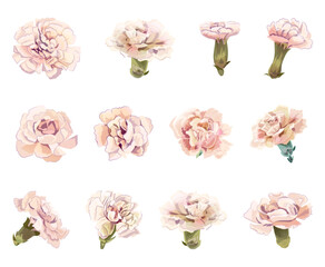 Set of white carnation's flowers heads in watercolor style on white background. Close-up, panoramic view. Collection for Mother's Day, Victory Day. Digital draw, realistic vintage illustration, vector