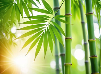 Bamboo leaves, Green leaf on blurred greenery background. Fresh Bamboo Trees In Forest With Blurred Background in sunlight. Natural background