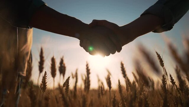 Handshake close-up in an agricultural field. teamwork. shaking hands to achieve joint goal. teamwork in wheat field. farmers in wheat field make contract with handshake. agricultural business concept